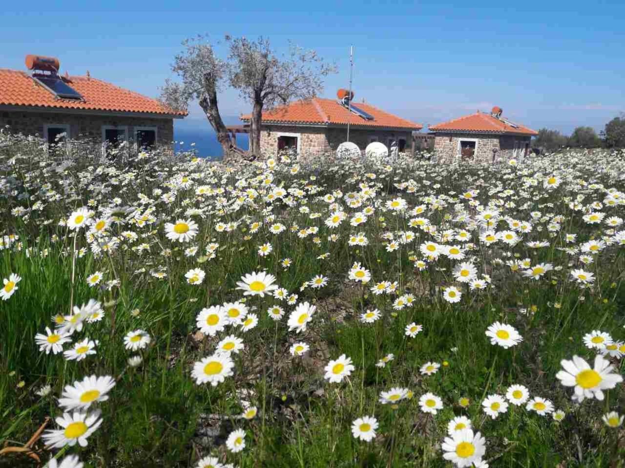 Villa Ktima Kiourelioti Skala Sykamineas Exterior foto