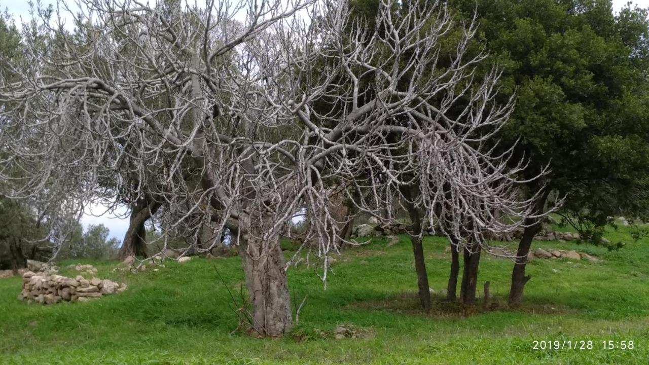 Villa Ktima Kiourelioti Skala Sykamineas Exterior foto