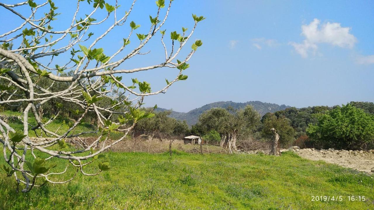 Villa Ktima Kiourelioti Skala Sykamineas Exterior foto